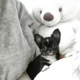 チワワ(ロング)