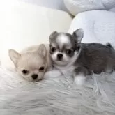 チワワ(ロング)【埼玉県・男の子・2025年9月27日・ブルーホワイト】の写真5