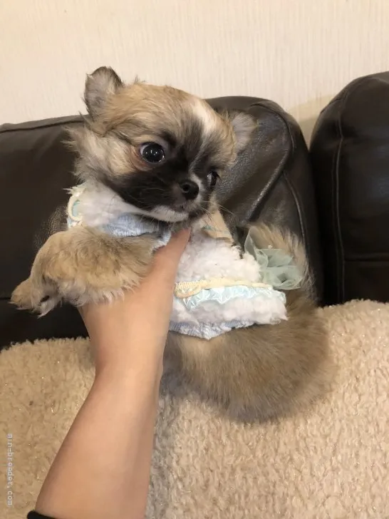 ID:2112-00780の子犬