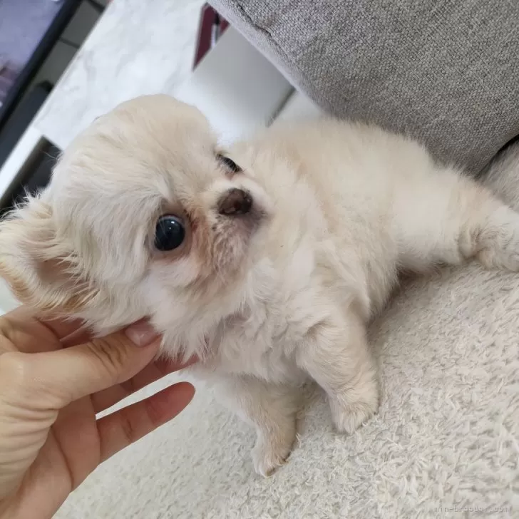 S.K 様のお迎えした子犬