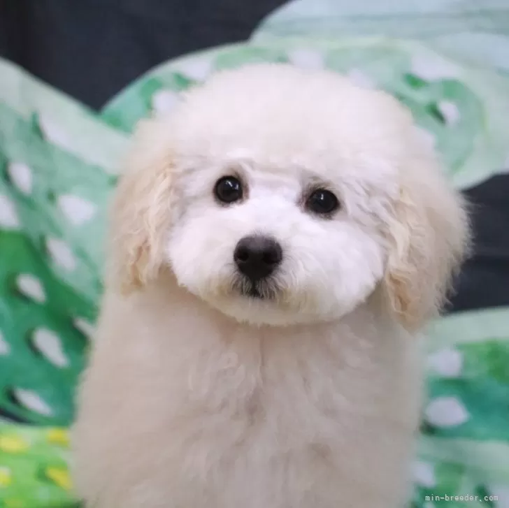 ID:2502-02927の子犬