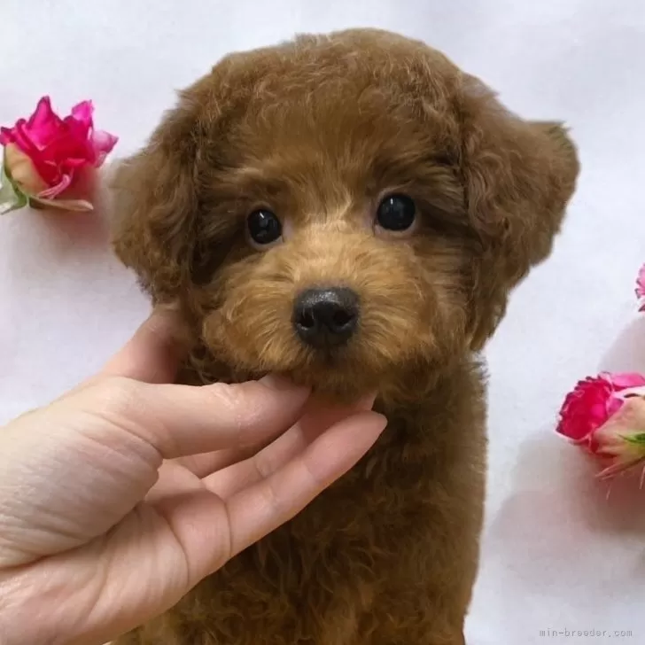 ID:2502-00648の子犬