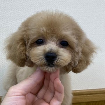 マルプー(トイプードル×マルプー)【千葉県・女の子・2024年7月15日・クリーム】の写真「おめめぱっちり」