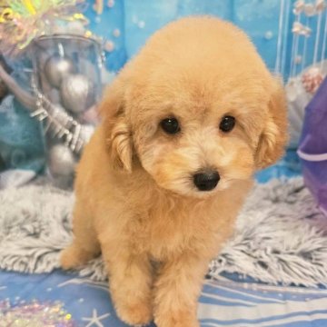 ティーカッププードル【千葉県・男の子・2025年7月5日・アプリコット】の写真「とても甘えん坊の大人しくて可愛い子です。」