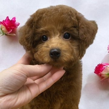 トイプードル(トイ)【千葉県・男の子・2024年11月11日・レッド】の写真「綺麗なレッドカラー　おとなしく甘えんぼ」