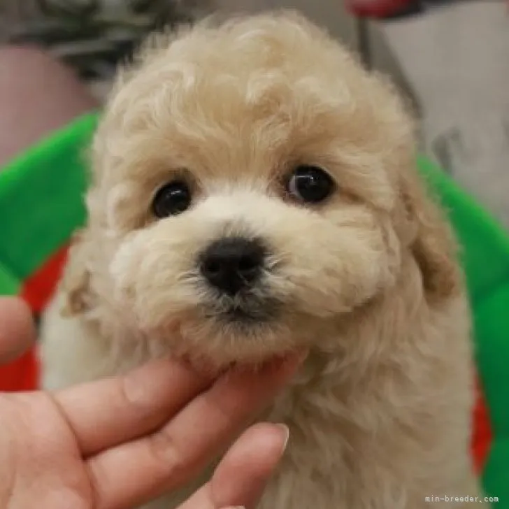 ID:2306-00467の子犬