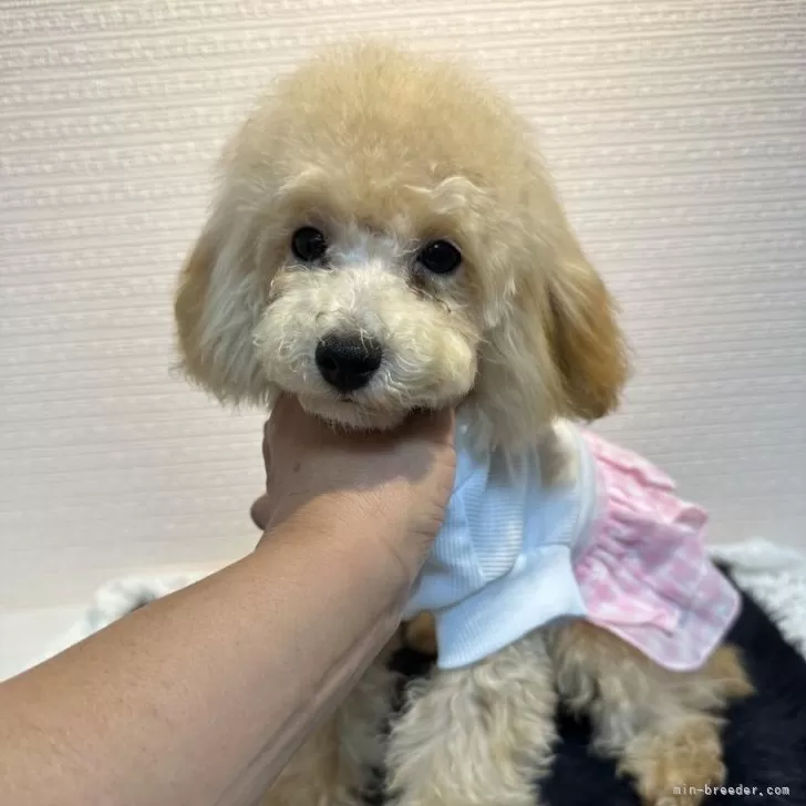 ID:2404-04948の子犬
