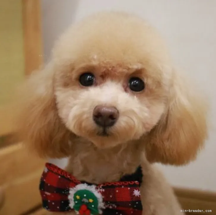 ID:2306-00099の子犬