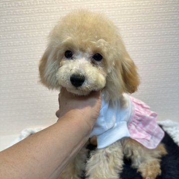 トイプードル(タイニー)【千葉県・女の子・2023年12月9日・アプリコット】の写真「くりくりおめめ可愛い女の子」