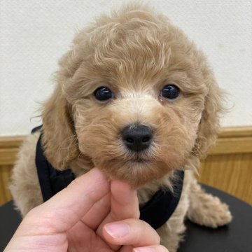 マルプー(トイプードル×マルプー)【千葉県・男の子・2024年7月15日・クリーム】の写真「わんちゃん初心者様におすすめサイズ」