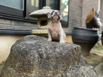 フレンチブルドッグ【石川県・男の子・2020年4月30日・パイド】の写真「準外産犬です！」