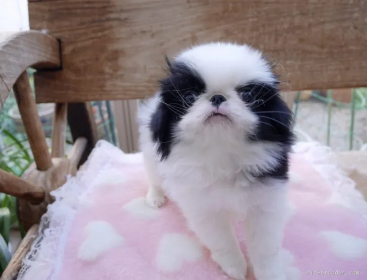 ふくちゃんママ 様のお迎えした子犬