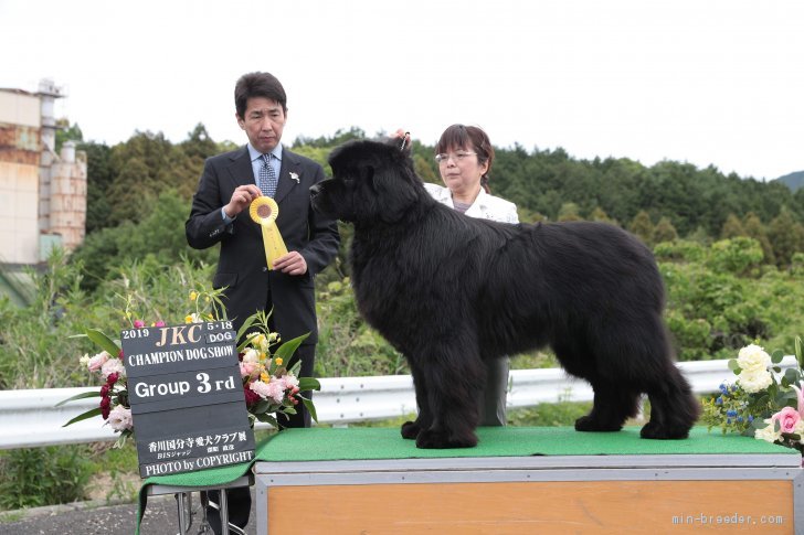 ドッグショーにブリーダーハンドラーで参加する事もあります。｜日名　敏子(ひな　としこ)ブリーダー(岡山県・シェットランドシープドッグなど・JKC/日本犬保存会/JCC登録)の紹介写真2