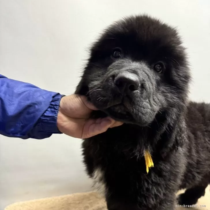 ID:2410-03418の子犬