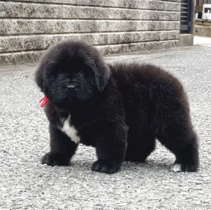 ID:2505-03389の子犬