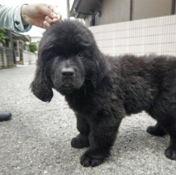 ニューファンドランド【岡山県・女の子・2025年5月9日・ブラック】の写真「両親チャンピオンの骨量のある女の子。」