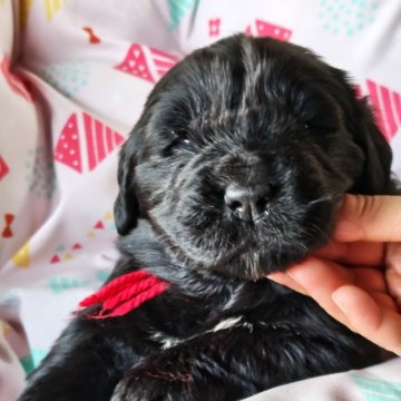 ニューファンドランド【岡山県・女の子・2025年11月23日・ブラック】の写真「パパはCIBCH.JKCCHです。」