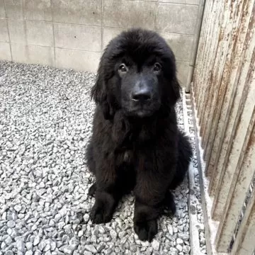 ニューファンドランド【千葉県・女の子・2025年3月26日