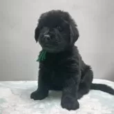 ニューファンドランド
