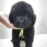 ニューファンドランド