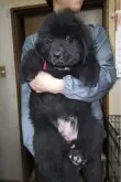 ニューファンドランド【岡山県・女の子・2024年9月1日・ブラック】の写真5