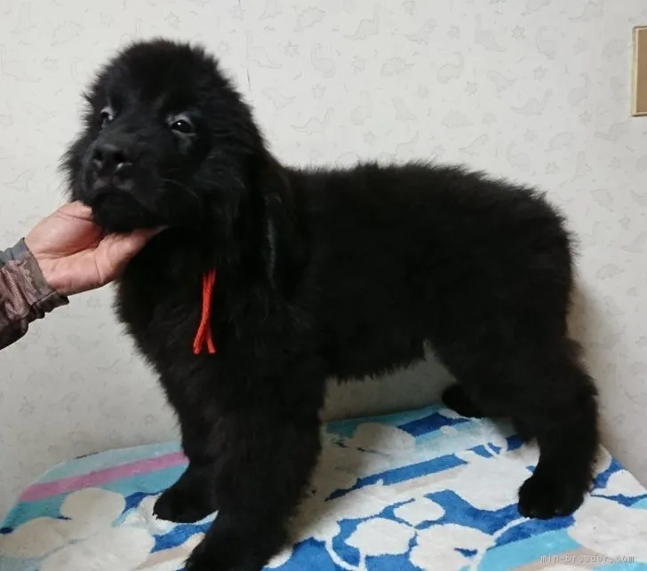 ID:1708-02066の子犬