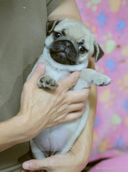mtms5218 様のお迎えした子犬