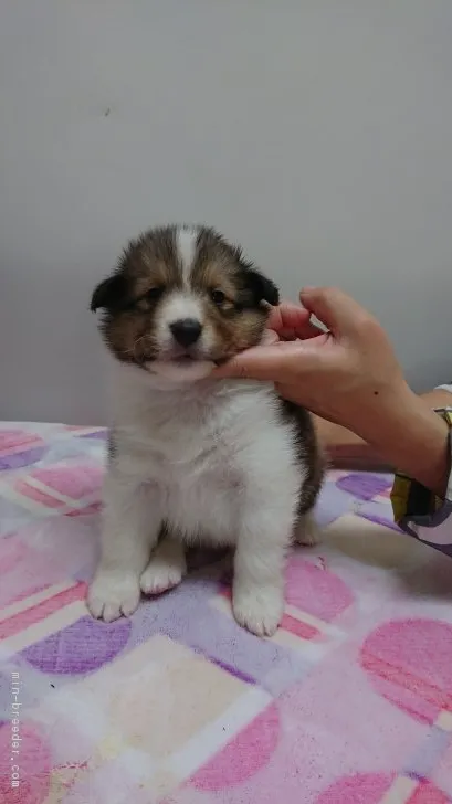 ID:1806-02192の子犬