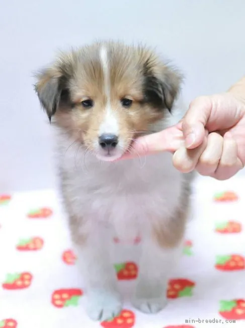 ID:1907-02365の子犬