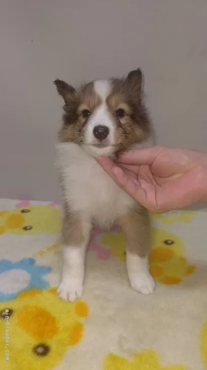 ID:2005-03082の子犬