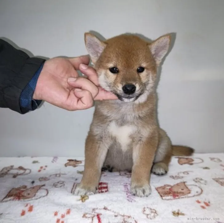 ふくふく 様のお迎えした子犬