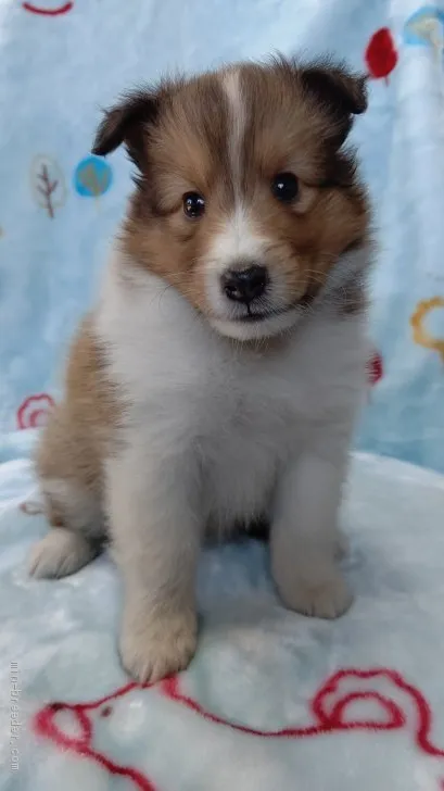 ID：2008-01959の子犬