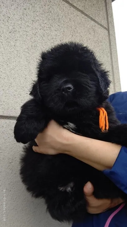 ID：2011-02705の子犬