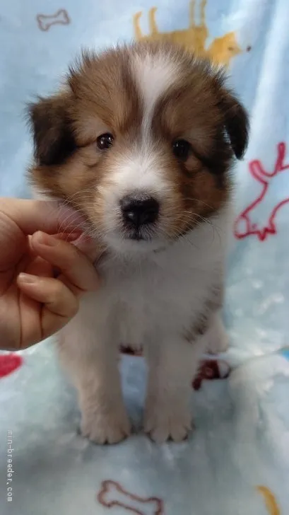 ID：2008-01960の子犬