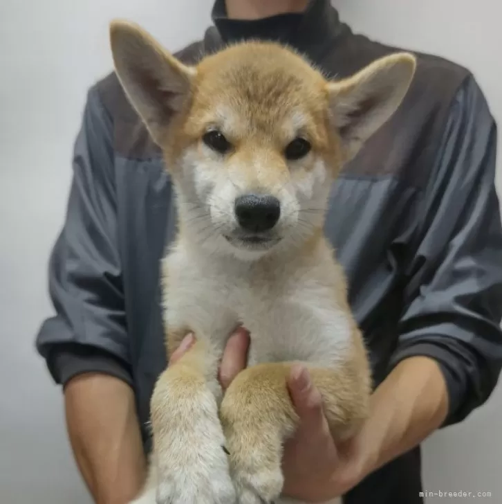 ID：2410-04655の子犬