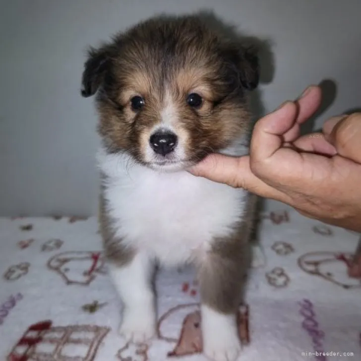 ID:2309-01660の子犬