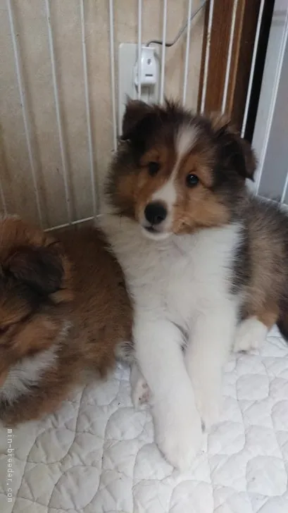 はま ももこ 様のお迎えした子犬