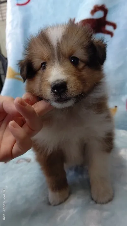 ID:2008-01961の子犬