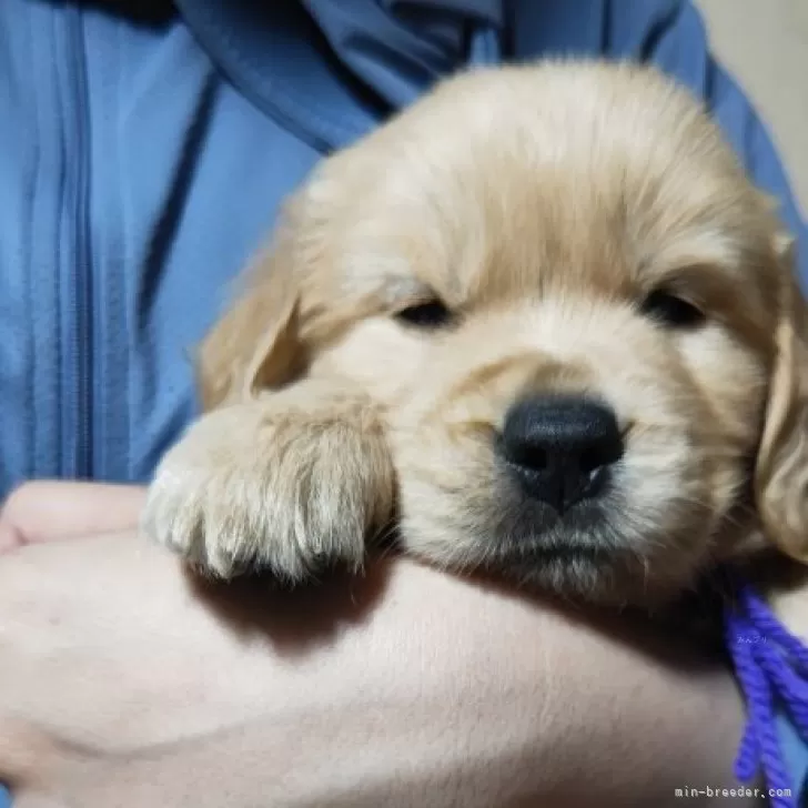 ID:2405-07509の子犬