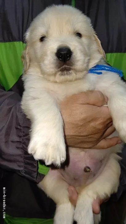 うさぴょん 様のお迎えした子犬
