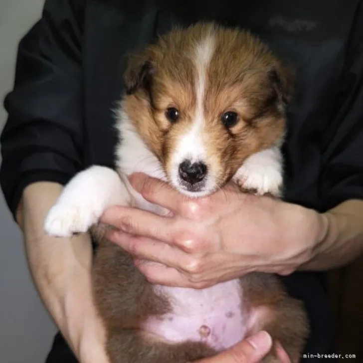 ID:2306-00530の子犬