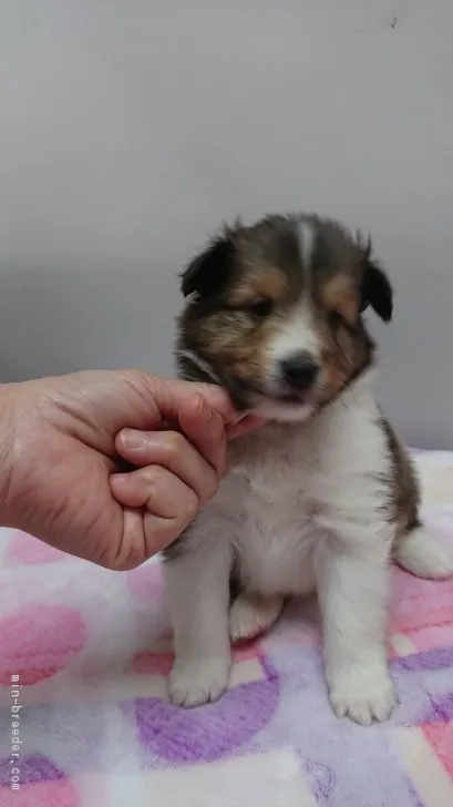 きなこもち 様のお迎えした子犬