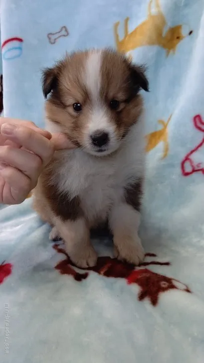 ID：2008-01956の子犬