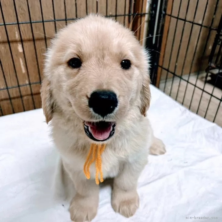 ID：2407-04144の子犬