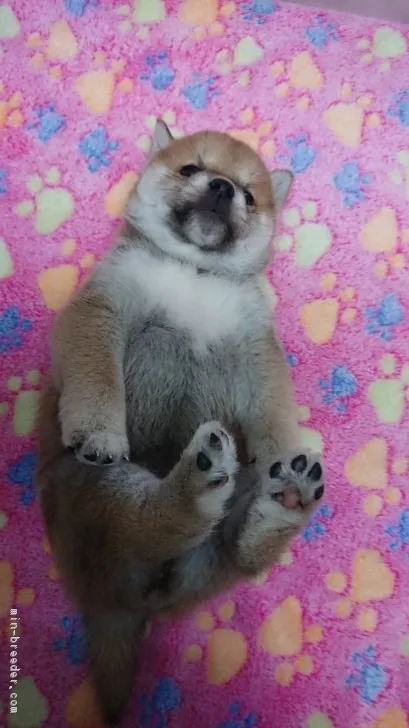 テツヤ 様のお迎えした子犬