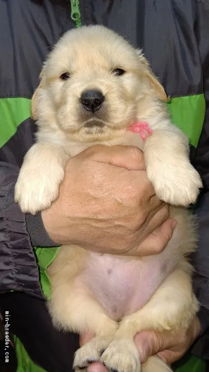 ナナワン 様のお迎えした子犬