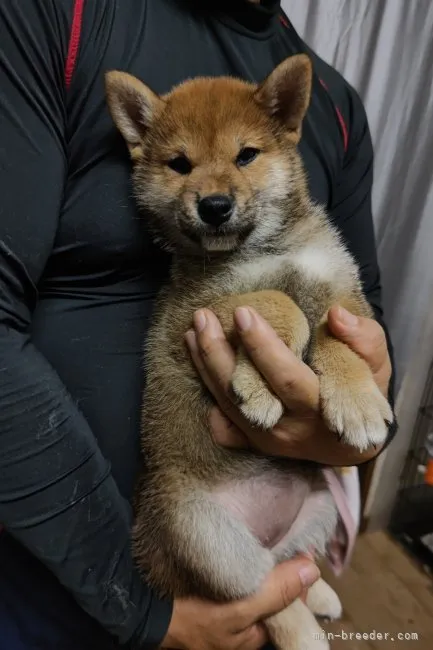 柴犬(標準サイズ)【岡山県・女の子・2022年5月30日・赤】の写真1