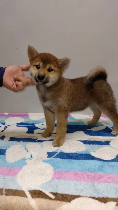 ID:1906-02297の子犬