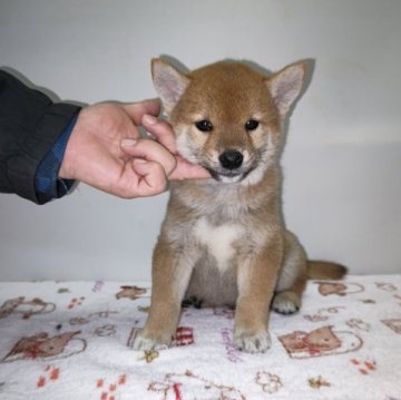 柴犬(標準サイズ)【岡山県・男の子・2023年1月18日・赤】の写真「パパはインターチャンピオンです‼️」