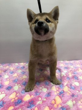 柴犬(標準サイズ)【岡山県・男の子・2018年10月17日・赤】の写真「小振りな赤柴君です。クリスマスセール中🎵」